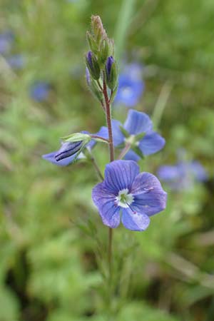 Veronica chamaedrys \ Gamander-Ehrenpreis / Germander Speedwell, D Brilon 11.6.2020