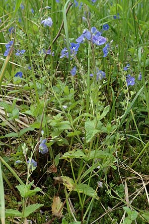 Veronica chamaedrys \ Gamander-Ehrenpreis / Germander Speedwell, D Brilon 11.6.2020