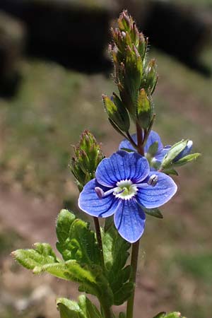 Veronica chamaedrys \ Gamander-Ehrenpreis / Germander Speedwell, D Wald-Michelbach 25.4.2021