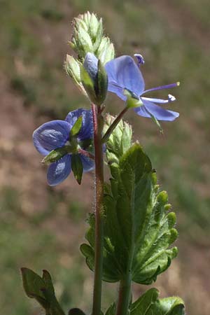 Veronica chamaedrys \ Gamander-Ehrenpreis / Germander Speedwell, D Wald-Michelbach 25.4.2021