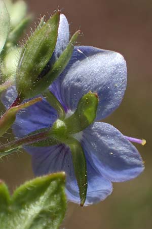 Veronica chamaedrys \ Gamander-Ehrenpreis / Germander Speedwell, D Wald-Michelbach 25.4.2021