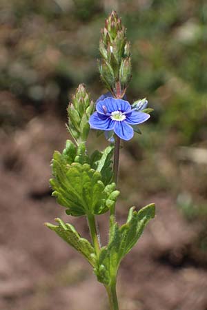 Veronica chamaedrys \ Gamander-Ehrenpreis / Germander Speedwell, D Wald-Michelbach 25.4.2021