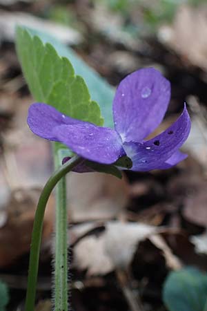 Viola collina \ H�gel-Veilchen / Hill Violet, D K&ouml;nigheim 3.5.2021