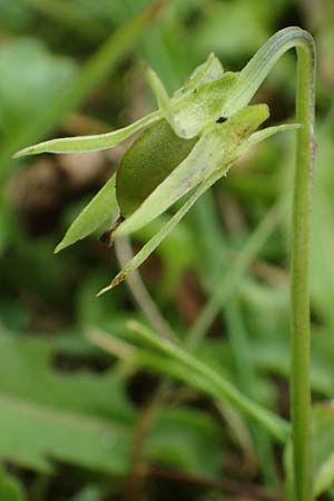 Viola tricolor subsp. ammotropha \ D�nen-Stiefm�tterchen / Seaside Pansy, Sand Pansy, D Wendtorf 18.9.2021