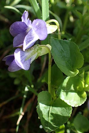 Viola canina \ Hunds-Veilchen / Dog Violet, D Mudau 23.4.2023