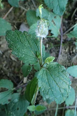 Veronica chamaedrys \ Gamander-Ehrenpreis / Germander Speedwell, D Burglengenfeld 12.8.2024