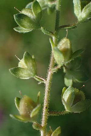 Veronica catenata \ Blasser Gauchheil-Ehrenpreis, Roter Wasser-Ehrenpreis / Pink Water Speedwell, D Mannheim 29.8.2024
