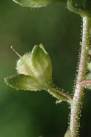 Veronica catenata \ Blasser Gauchheil-Ehrenpreis, Roter Wasser-Ehrenpreis / Pink Water Speedwell, D Mannheim 29.8.2024
