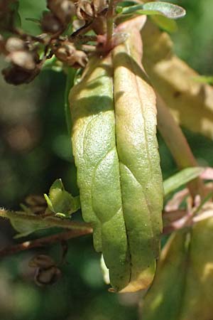 Veronica catenata \ Blasser Gauchheil-Ehrenpreis, Roter Wasser-Ehrenpreis / Pink Water Speedwell, D Mannheim 29.8.2024