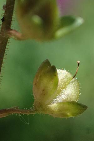 Veronica catenata \ Blasser Gauchheil-Ehrenpreis, Roter Wasser-Ehrenpreis / Pink Water Speedwell, D Mannheim 29.8.2024