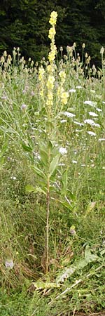 Verbascum densiflorum \ Gro�bl�tige K�nigskerze / Dense-flowered Mullein, D Wallersdorf 25.7.2015