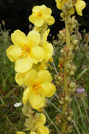 Verbascum densiflorum \ Gro�bl�tige K�nigskerze / Dense-flowered Mullein, D Wallersdorf 25.7.2015