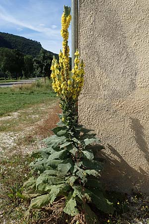 Verbascum densiflorum \ Gro�bl�tige K�nigskerze / Dense-flowered Mullein, D Beuron 26.7.2015