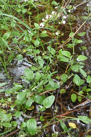 Valeriana dioica \ Sumpf-Baldrian / Marsh Valerian, D Pfronten 9.6.2016