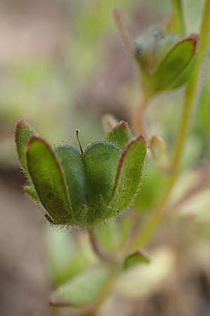 Veronica dillenii \ Dillenius-Ehrenpreis / Dillenius' Speedwell, D Rheinhessen, Frei-Laubersheim 13.4.2021