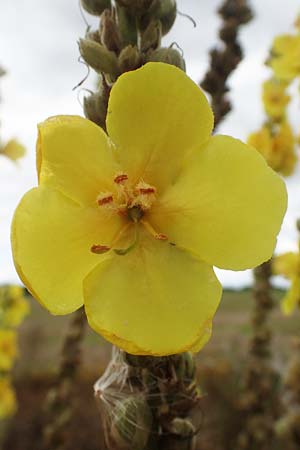 Verbascum densiflorum \ Gro�bl�tige K�nigskerze / Dense-flowered Mullein, D Neuleiningen 26.8.2021