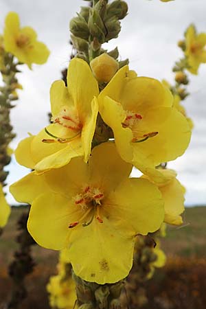 Verbascum densiflorum, Gro&szlig;bl&uuml;tige K�nigskerze