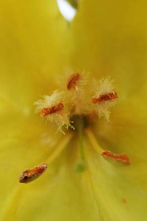 Verbascum densiflorum \ Gro�bl�tige K�nigskerze / Dense-flowered Mullein, D Neuleiningen 26.8.2021