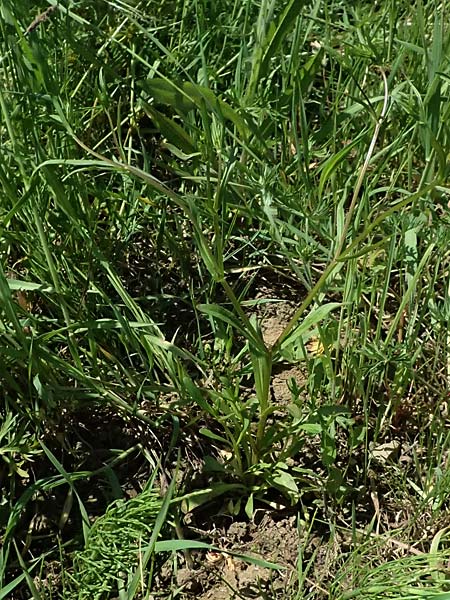 Valerianella dentata \ Gez�hnter Feld-Salat / Narrowfruit Corn Salad, D Billigheim-Waldm&uuml;hlbach 11.5.2024