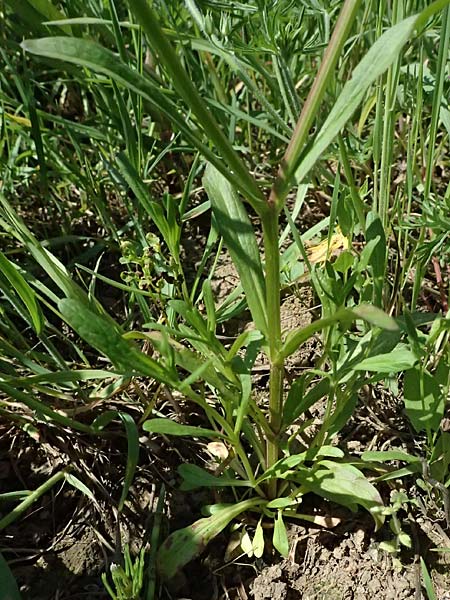 Valerianella dentata \ Gez�hnter Feld-Salat / Narrowfruit Corn Salad, D Billigheim-Waldm&uuml;hlbach 11.5.2024