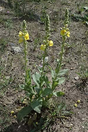 Verbascum densiflorum \ Gro�bl�tige K�nigskerze / Dense-flowered Mullein, D Viernheim 16.7.2025