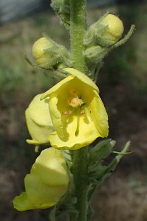 Verbascum densiflorum, Kanadischer Katzenschweif, Kanadisches Berufkraut