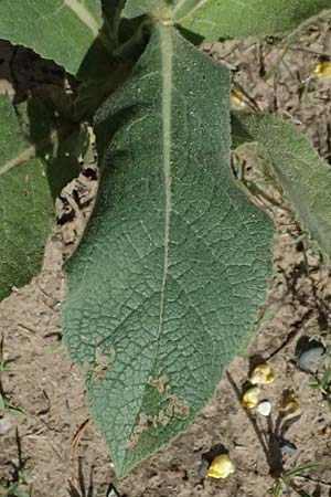 Verbascum densiflorum \ Gro�bl�tige K�nigskerze / Dense-flowered Mullein, D Viernheim 16.7.2025