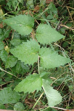 Valeriana excelsa \ Echter Kriech-Baldrian, Kriechender Arznei-Baldrian / High Valerian, D Laudenbach am Main 17.9.2016