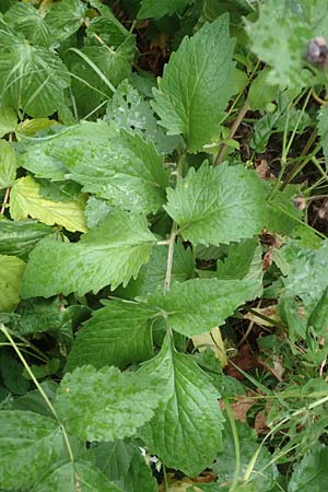 Valeriana excelsa \ Echter Kriech-Baldrian, Kriechender Arznei-Baldrian / High Valerian, D Laudenbach am Main 17.9.2016
