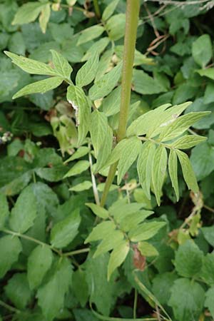 Valeriana excelsa \ Echter Kriech-Baldrian, Kriechender Arznei-Baldrian / High Valerian, D Laudenbach am Main 17.9.2016