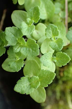 Veronica persica \ Persischer Ehrenpreis / Common Field Speedwell, D Mannheim 13.5.2017