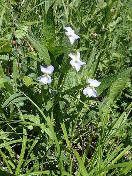 Viola elatior \ Hohes Veilchen / Tall Violet, D Ketsch 14.5.2019
