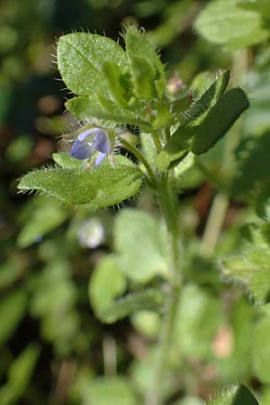 Veronica hederifolia subsp. hederifolia \ Efeubl&auml;ttriger Ehrenpreis / Ivy-Leaved Speedwell, D Weinheim an der Bergstra&szlig;e 31.3.2020