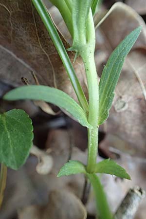 Viola elatior \ Hohes Veilchen / Tall Violet, D Kollerinsel 6.5.2020