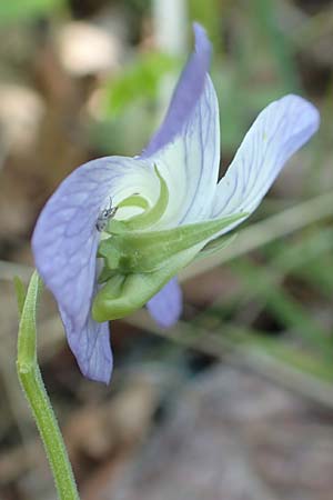 Viola elatior \ Hohes Veilchen / Tall Violet, D Kollerinsel 6.5.2020