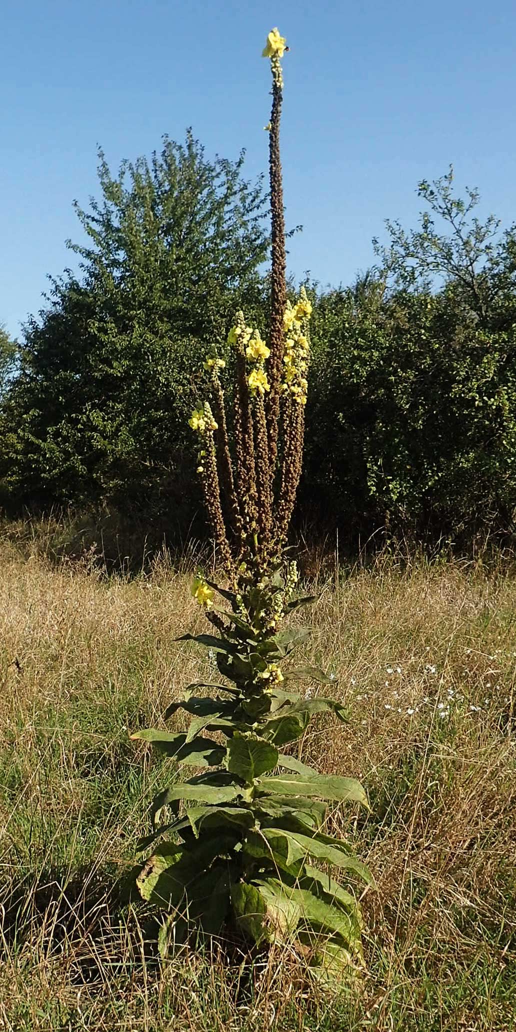 Verbascum densiflorum \ Gro�bl�tige K�nigskerze / Dense-flowered Mullein, D Brandenburg, Havelaue-G&uuml;lpe 17.9.2020