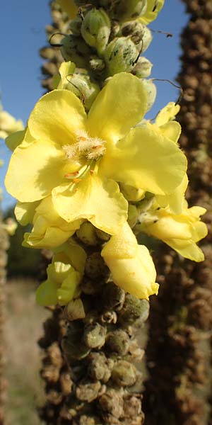 Verbascum densiflorum \ Gro�bl�tige K�nigskerze / Dense-flowered Mullein, D Brandenburg, Havelaue-G&uuml;lpe 17.9.2020