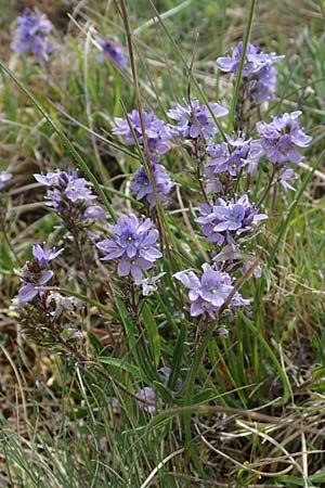 Veronica prostrata subsp. scheereri \ Scheerers Ehrenpreis / Scheerer's Speedwell, D Gr&uuml;nstadt-Asselheim 1.5.2021