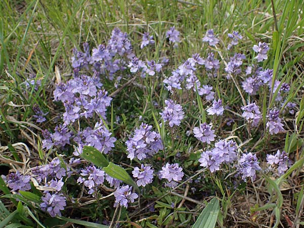 Veronica prostrata subsp. scheereri \ Scheerers Ehrenpreis / Scheerer's Speedwell, D Gr&uuml;nstadt-Asselheim 1.5.2021