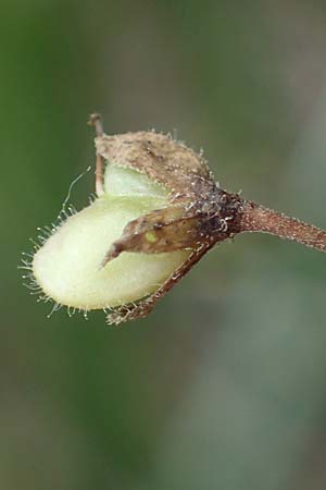 Veronica persica \ Persischer Ehrenpreis / Common Field Speedwell, D Th&uuml;ringen, Tunzenhausen 9.6.2022