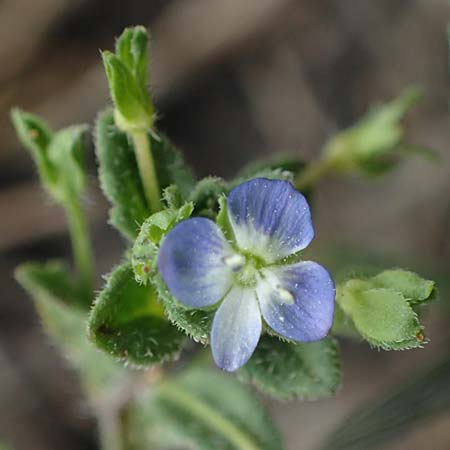 Veronica persica \ Persischer Ehrenpreis / Common Field Speedwell, D Th&uuml;ringen, Tunzenhausen 9.6.2022