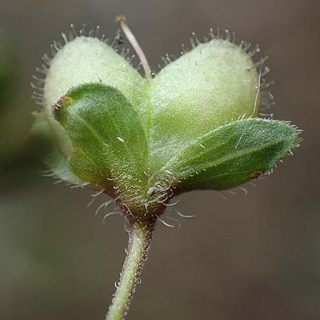 Veronica persica \ Persischer Ehrenpreis / Common Field Speedwell, D Th&uuml;ringen, Tunzenhausen 9.6.2022