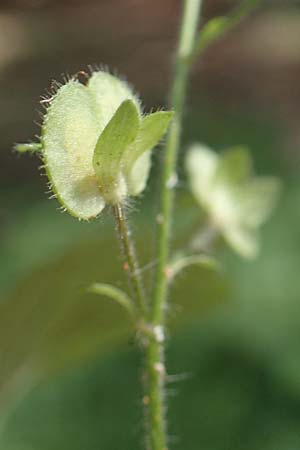 Veronica teucrium \ Gro�er Ehrenpreis / Large Speedwell, D Hunsr&uuml;ck, B&ouml;rfink 26.6.2023