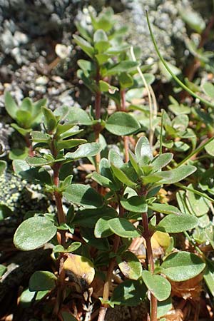 Veronica fruticans \ Felsen-Ehrenpreis / Rock Speedwell, D Schwarzwald/Black-Forest, Belchen 27.5.2017