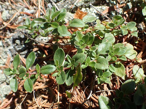 Veronica fruticans \ Felsen-Ehrenpreis / Rock Speedwell, D Schwarzwald/Black-Forest, Belchen 27.5.2017