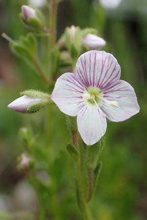 Veronica fruticulosa \ Halbstrauch-Ehrenpreis / Shrubby Speedwell, D Botan. Gar.  Universit.  T&uuml;bingen 17.6.2017