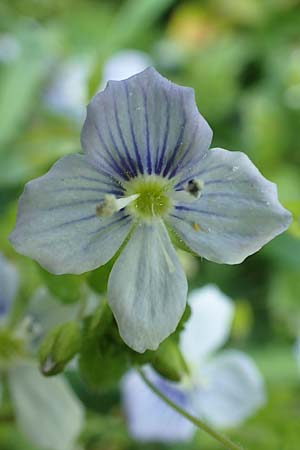 Veronica filiformis \ Faden-Ehrenpreis / Slender Speedwell, D Mannheim 9.4.2020