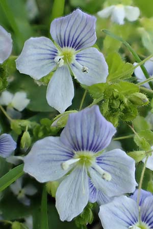 Veronica filiformis \ Faden-Ehrenpreis / Slender Speedwell, D Mannheim 9.4.2020
