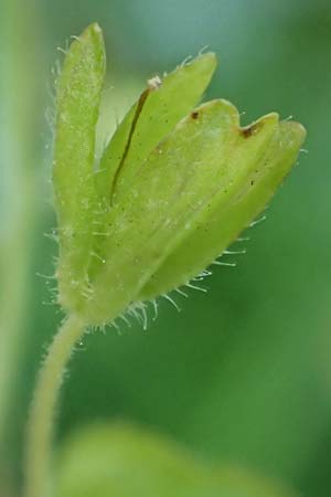 Veronica filiformis \ Faden-Ehrenpreis / Slender Speedwell, D Mannheim 9.4.2020