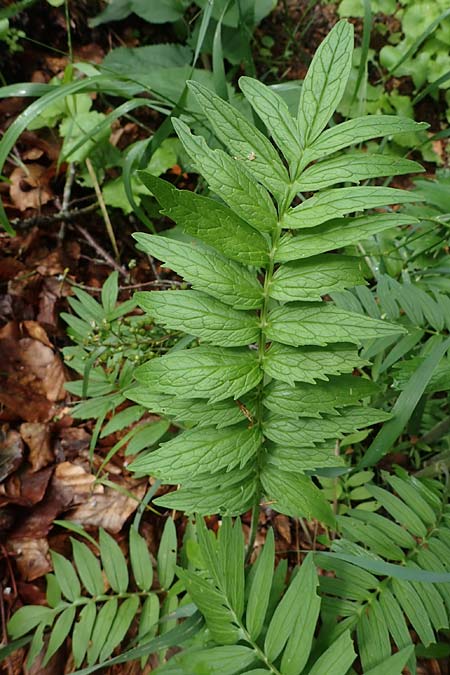 Valeriana pratensis subsp. franconica \ Fr&auml;nkischer Wiesen-Arznei-Baldrian / Franconian Meadow Valerian, D Rh&ouml;n,  Bischofsheim 20.6.2023